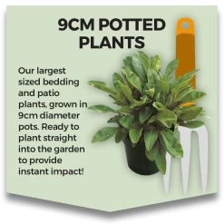 Dobies -Dobies POTPLANT 7