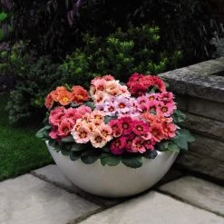 Primrose Plants - Husky Raspberry Punch 5 Primrose Plants - Husky Raspberry Punch -Dobies PRIM RASPPUNCH T07507