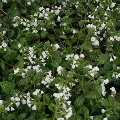Pulmonaria Officinalis Sissinghurst White