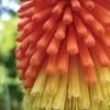 Red Hot Poker 'Fire Dance'
