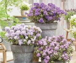 Rhododendron Summer Blues Collection