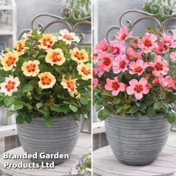 Rose 'Eyes Collection' Inc Eye Of The Tiger