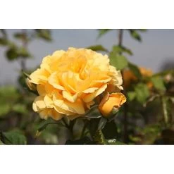 Rosa 'Amber Queen®'