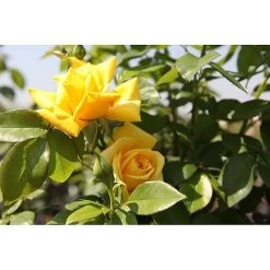 Rosa 'Goldstar'
