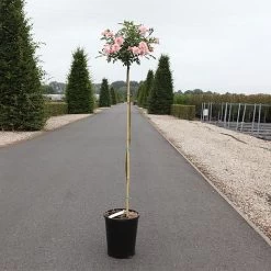 Rosa 'Cicero® (Bonica)'