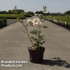 Rose 'Above And Beyond' (Climbing Rose) -Dobies ROSA ABOVEBE3L S30603