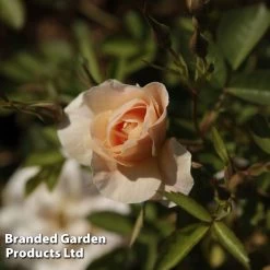 Rose 'Above And Beyond' (Climbing Rose) -Dobies ROSA ABOVEBEYO S30596