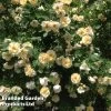 Rose 'Above And Beyond' (Climbing Rose)