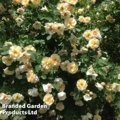 Rose 'Above And Beyond' (Climbing Rose)
