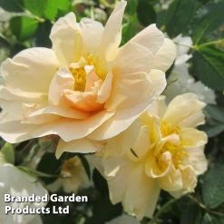 Rose 'Above And Beyond' (Climbing Rose) -Dobies ROSA ABOVEBEYO S30599