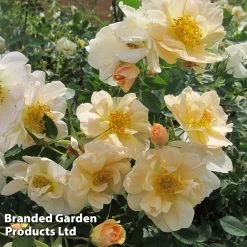 Rose 'Above And Beyond' (Climbing Rose) -Dobies ROSA ABOVEBEYO S30600