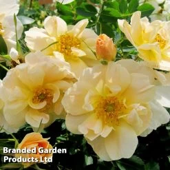 Rose 'Above And Beyond' (Climbing Rose) -Dobies ROSA ABOVEBEYO S30601