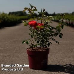 Dobies -Dobies ROSA BEETHOV3L S30595