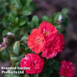 Dobies 25 Rose 'Beethoven' (Hybrid Tea Rose)