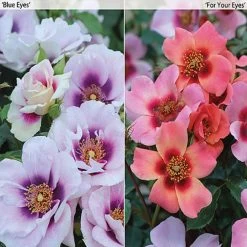 Rose Eyes Collection