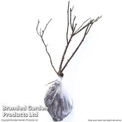 Rose Ebb Tide -Dobies ROSE T71416 C