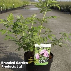 Rose Rugosa 'Admiration' (Rugosa Rose)