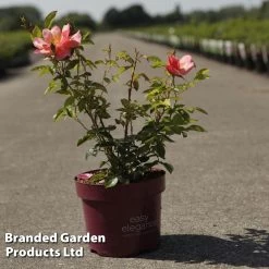 Rose 'Easy Elegance All The Rage' (Modern Shrub Rose)