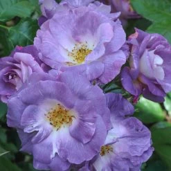 Rose Blue For You (Floribunda Rose) -Dobies ROSE BLUEFORYO T16014