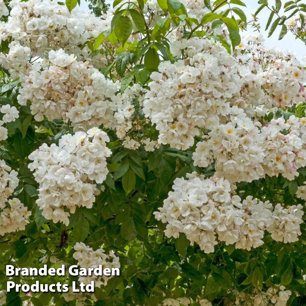 Rosa 'Bobbie James' 2 Rosa 'Bobbie James' - Image 2