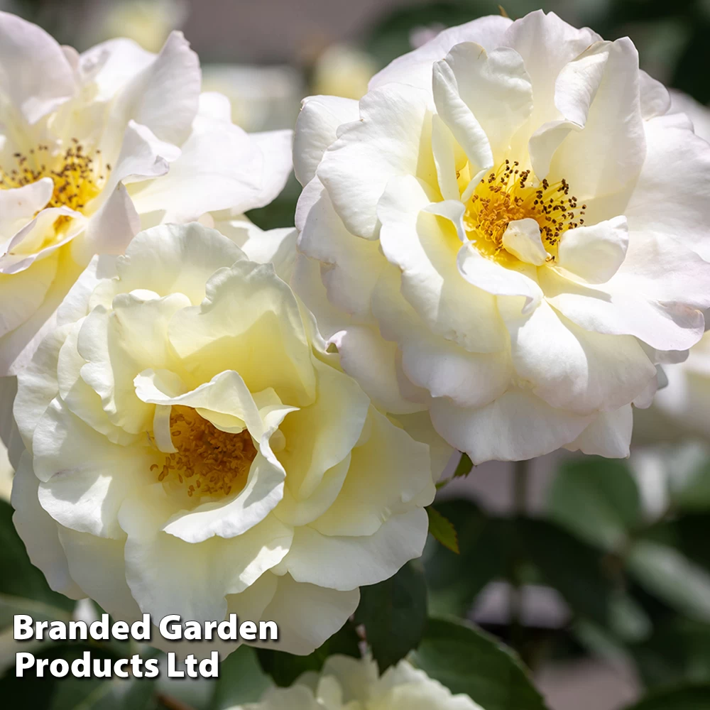 Rosa 'Macy's Pride' Easy Elegance? 1 Rosa 'Macy's Pride' Easy Elegance?