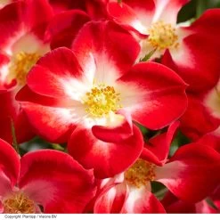 Rose 'Everglow Ruby' (Shrub) -Dobies ROSE EVERGLRUB H41249