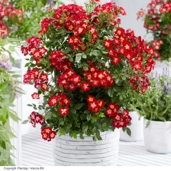 Rose 'Everglow Ruby' (Shrub) -Dobies ROSE EVERGLRUB H41250