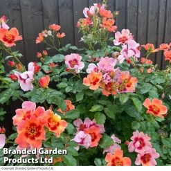 Rose 'For Your Eyes Only' (Floribunda Rose) 9 Rose 'For Your Eyes Only' (Floribunda Rose) -Dobies ROSE FORYOUREY T40616