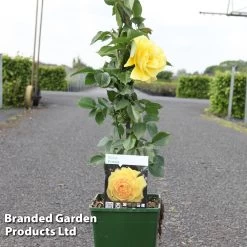 Rose 'Friesia' (Floribunda)