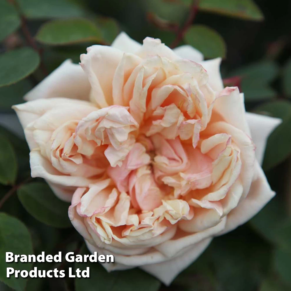 Rosa 'Gloire De Dijon' 2 Rosa 'Gloire De Dijon' - Image 2