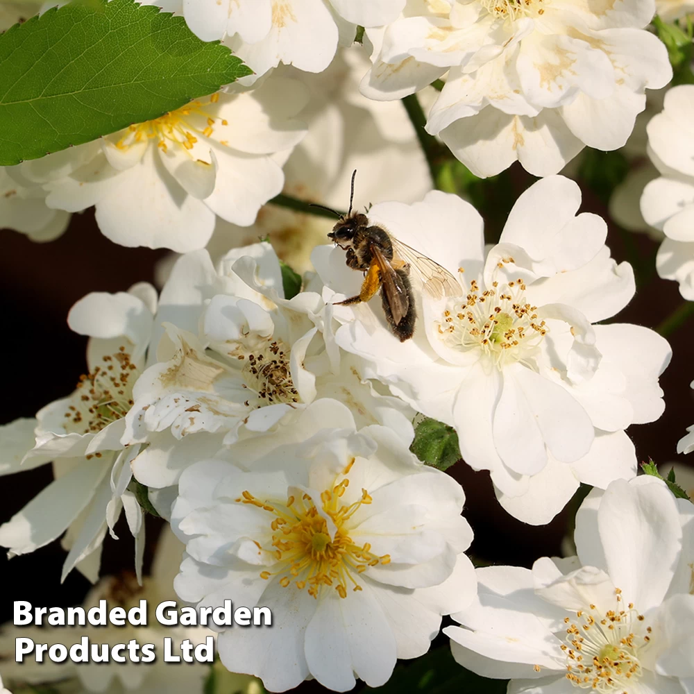 Rosa 'Guirlande D'Amour®' 1 Rosa 'Guirlande D'Amour®'