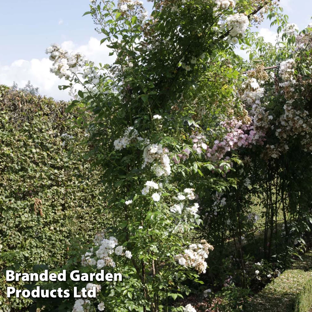 Rosa 'Guirlande D'Amour®' 2 Rosa 'Guirlande D'Amour®' - Image 2