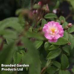 Rosa 'Guirlande Rose®' 7 Rosa 'Guirlande Rose®' -Dobies ROSE GUIRLROSE S29569