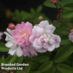 Rosa 'Guirlande Rose®'