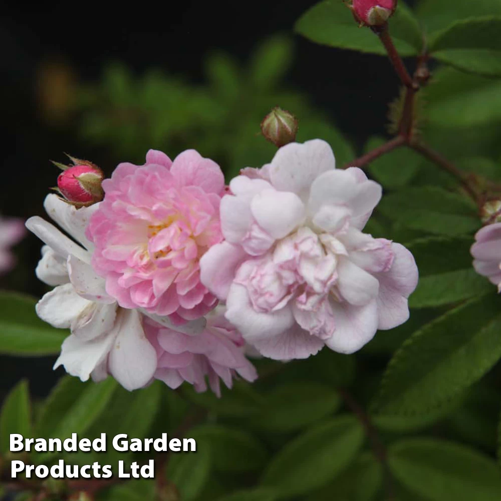 Rosa 'Guirlande Rose®' 1 Rosa 'Guirlande Rose®'