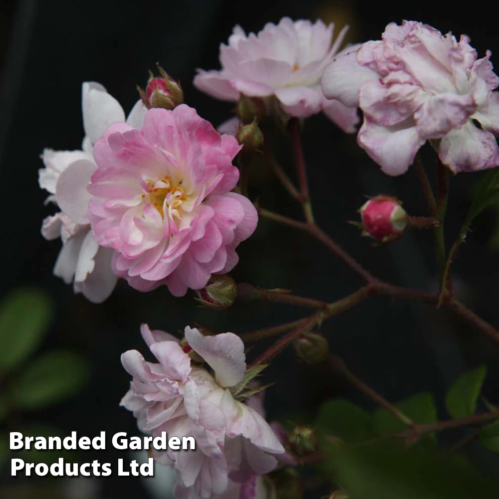 Rosa 'Guirlande Rose®' 2 Rosa 'Guirlande Rose®' - Image 2