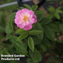 Rosa 'Guirlande Rose®' 6 Rosa 'Guirlande Rose®' -Dobies ROSE GUIRLROSE S29572