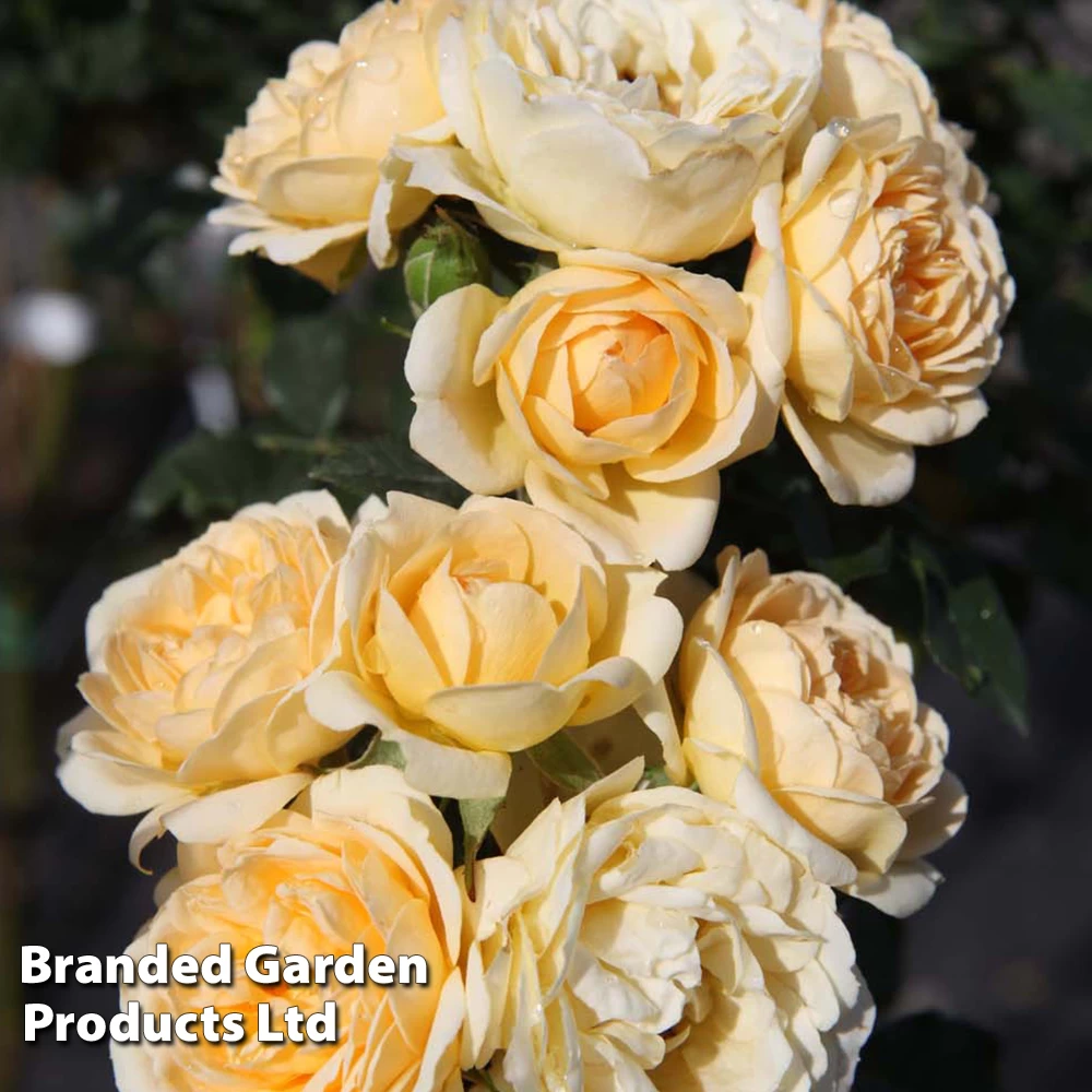 Rose 'Happy Go Lucky' (Floribunda Rose) 2 Rose 'Happy Go Lucky' (Floribunda Rose) - Image 2