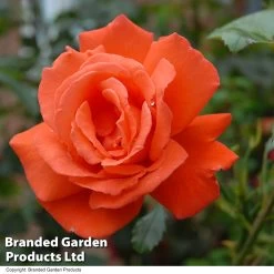 Rosa 'Orange Sensation'