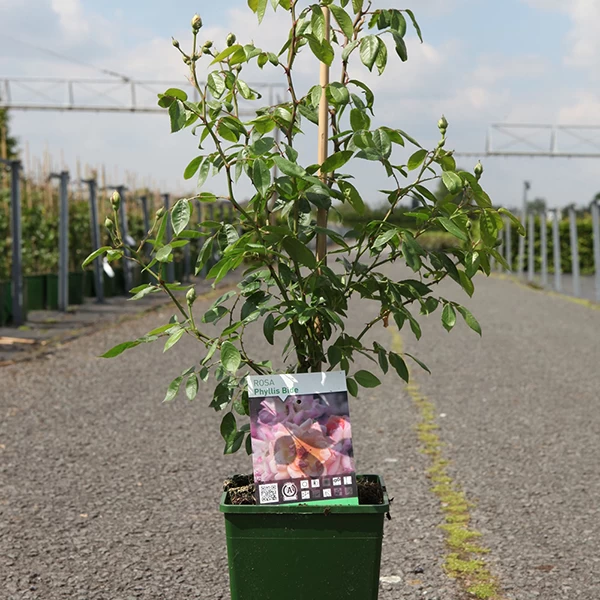 Rose 'Phyllis Bide' (Rambling) 2 Rose 'Phyllis Bide' (Rambling) - Image 2