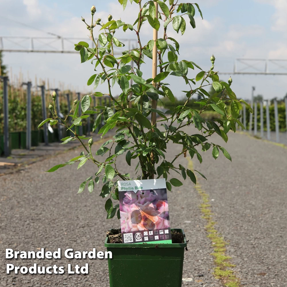 Rose 'Phyllis Bide' (Rambling) 1 Rose 'Phyllis Bide' (Rambling)