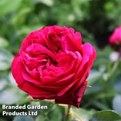 Rosa RED EDEN ROSE®