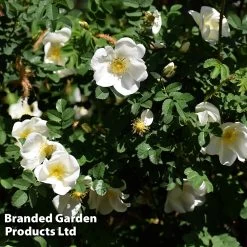 Rosa Rugosa 'Alba' -Dobies ROSE RUGOSAALB W34594