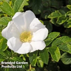 Rosa Rugosa 'Alba' -Dobies ROSE RUGOSALBA L18778