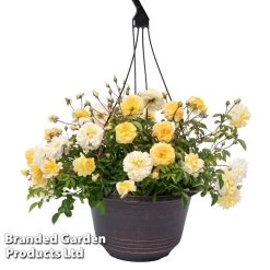 Rose 'Scentifall Yellow' 8 Rose 'Scentifall Yellow' -Dobies ROSE SCENTLEMO S49757