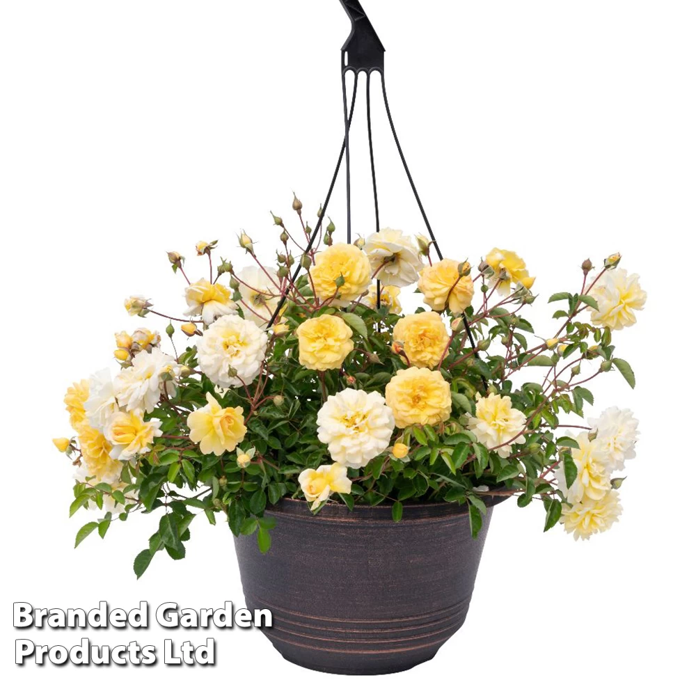 Rose 'Scentifall Yellow' 3 Rose 'Scentifall Yellow' - Image 3