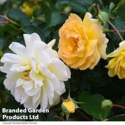 Rose 'Scentifall Yellow' 10 Rose 'Scentifall Yellow' -Dobies ROSE SCENTLEMO T51624