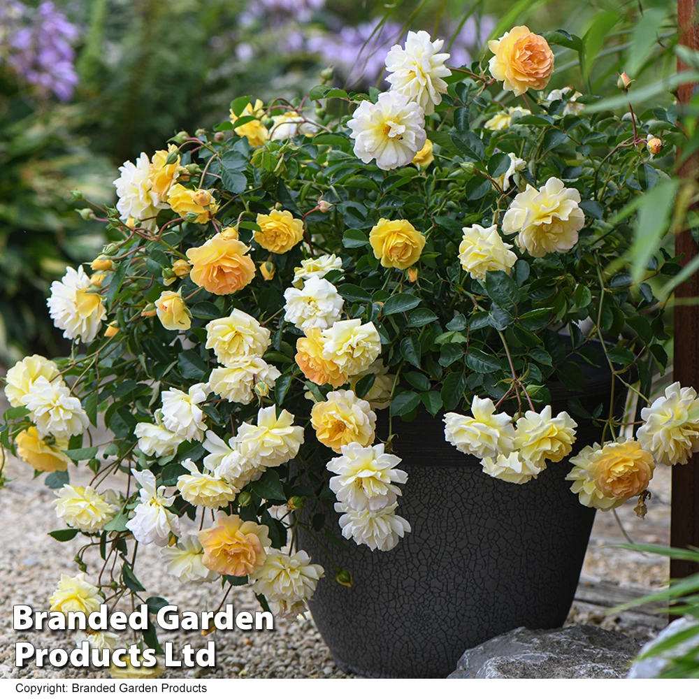 Rose 'Scentifall Yellow' 1 Rose 'Scentifall Yellow'