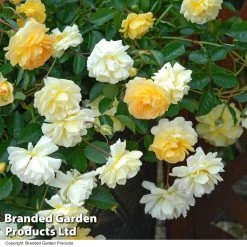 Rose 'Scentifall Yellow' 11 Rose 'Scentifall Yellow' -Dobies ROSE SCENTLEMO T52024