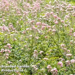 Rosa The Fairy -Dobies ROSE THEFAIRY L18788